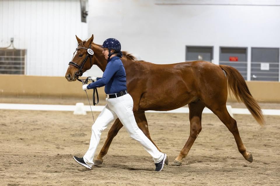 A chestnut horse trotting in hand at a show