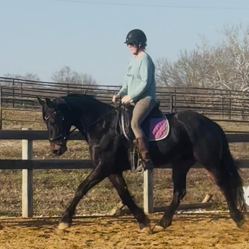 A rider schooling a dark horse in the outdoor arena