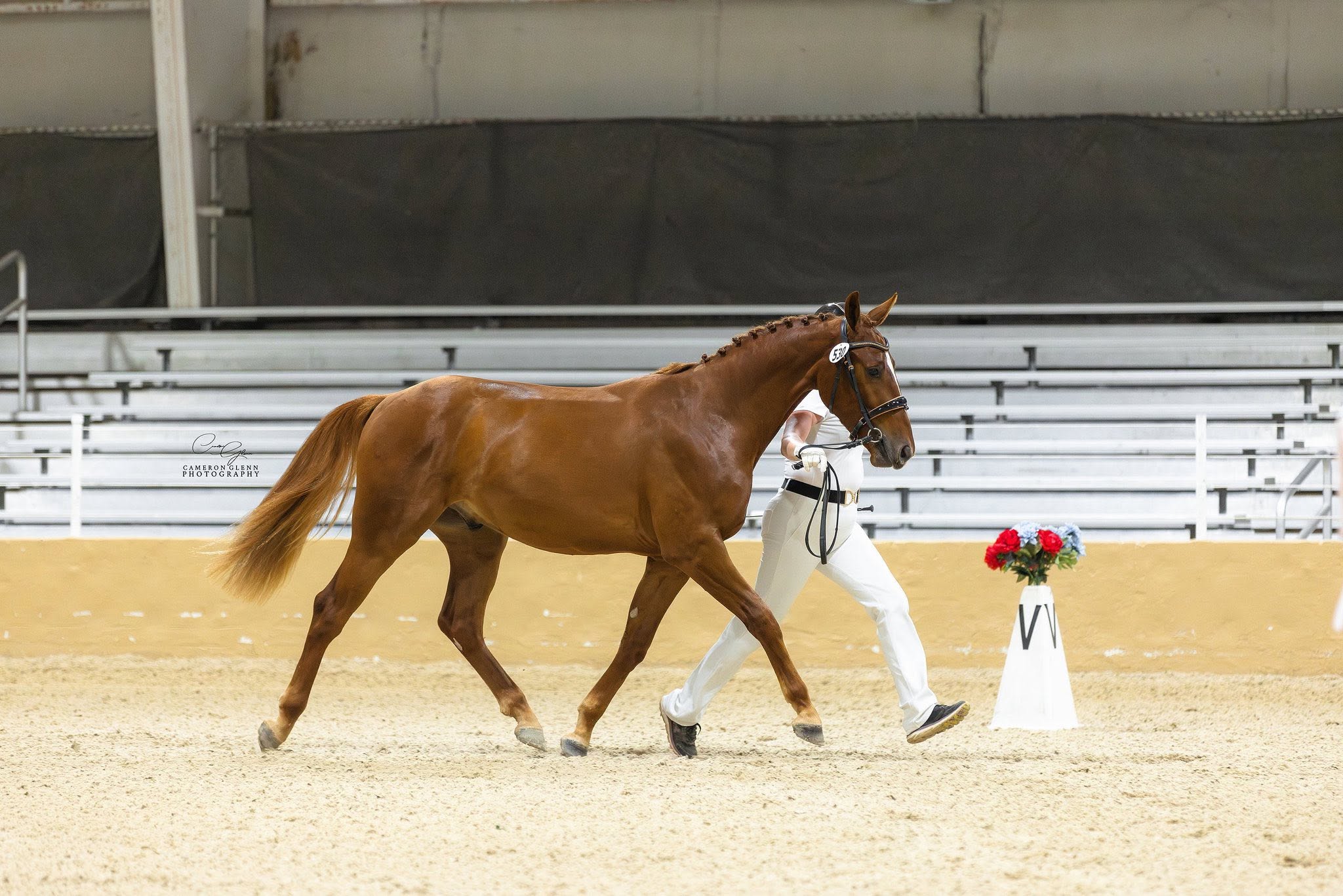 A chestnut horse trotting down the centerline of a dressage court