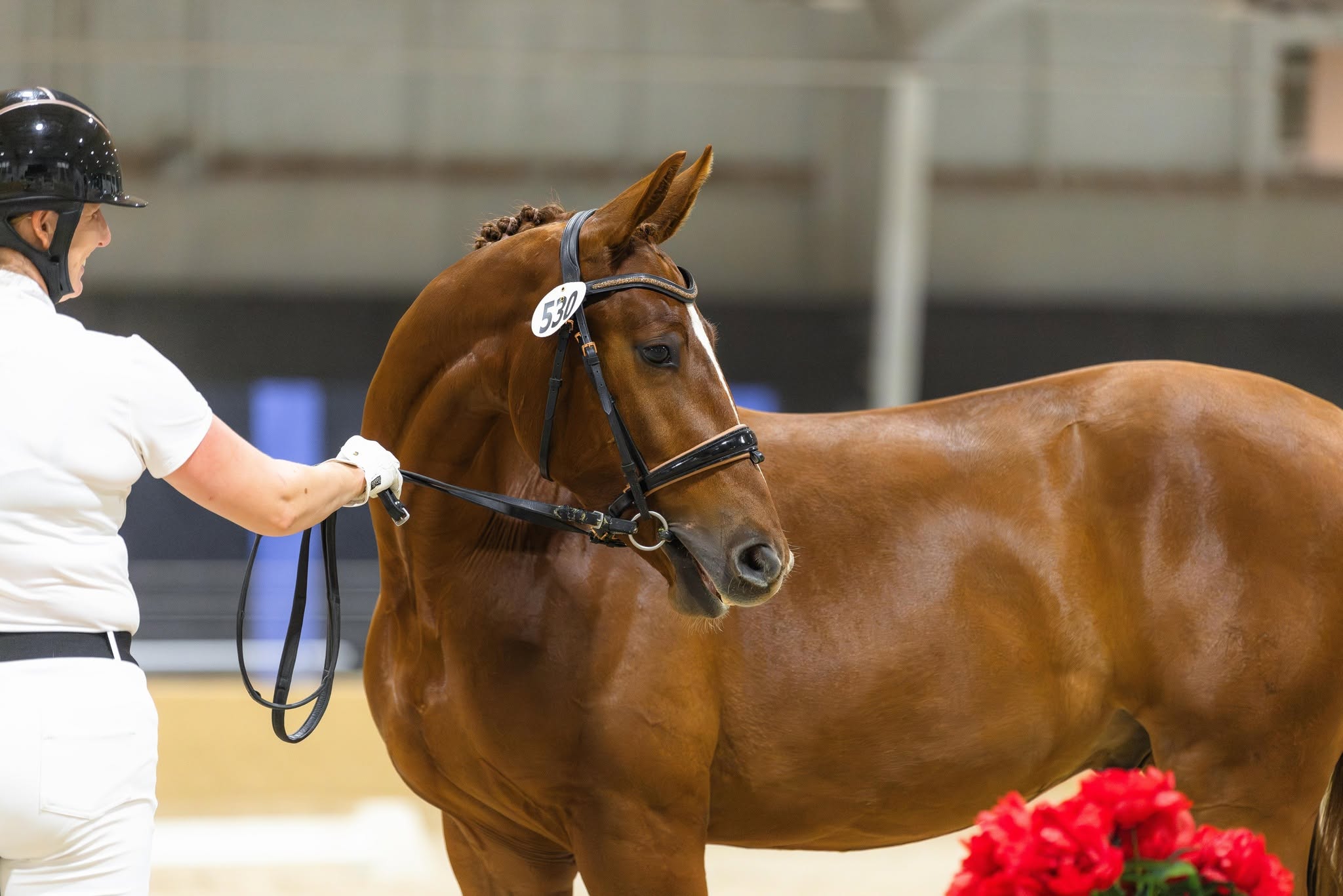 A young chestnut presented in hand at a St. Louis Area Dressage Society show